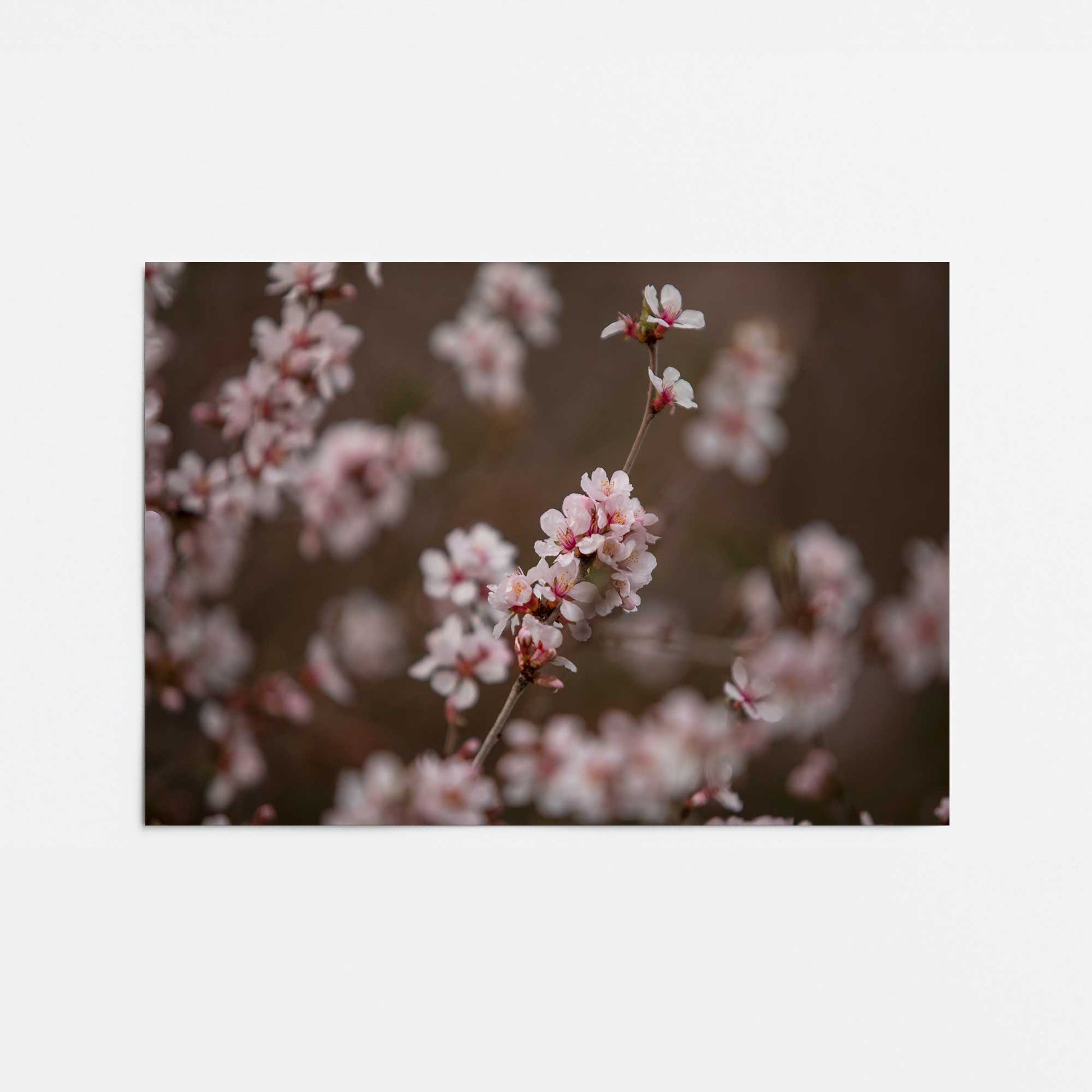 [Color:Rolled Print], Picture of close up of art