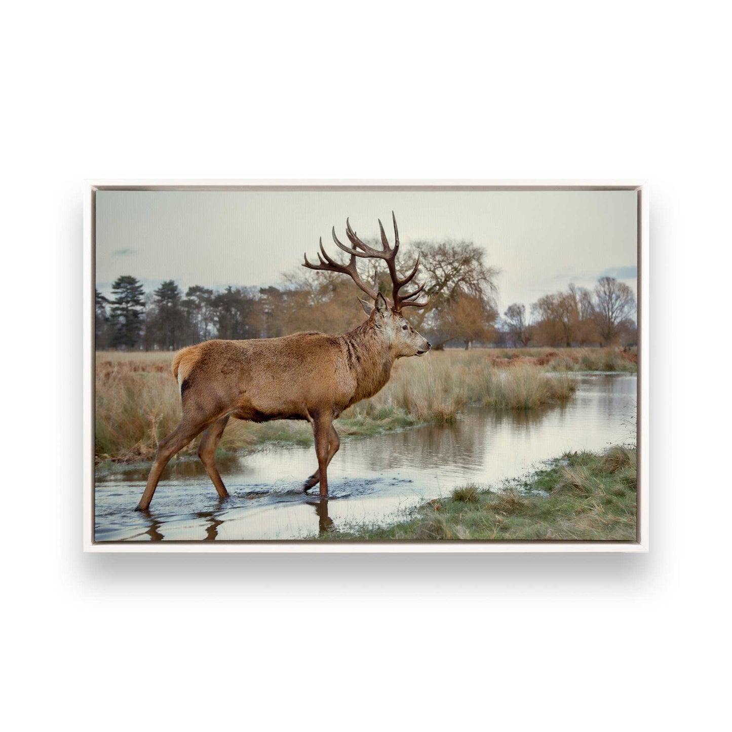 [Color:Opaque White], Picture of art in a White frame