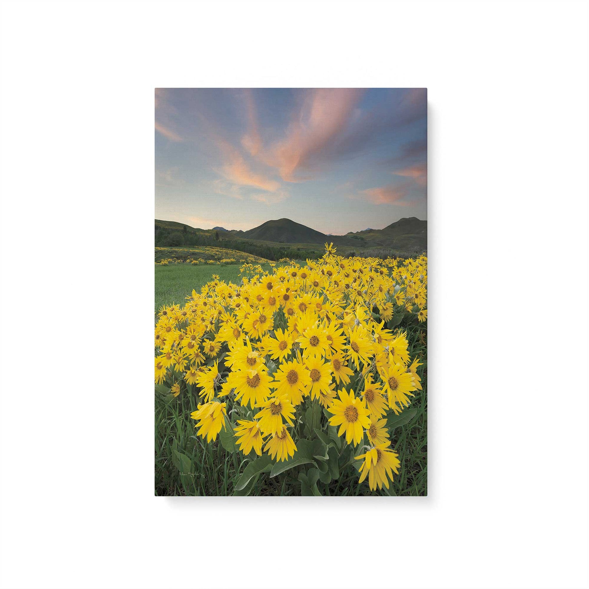 [Color:Stretched Canvas], Picture of art