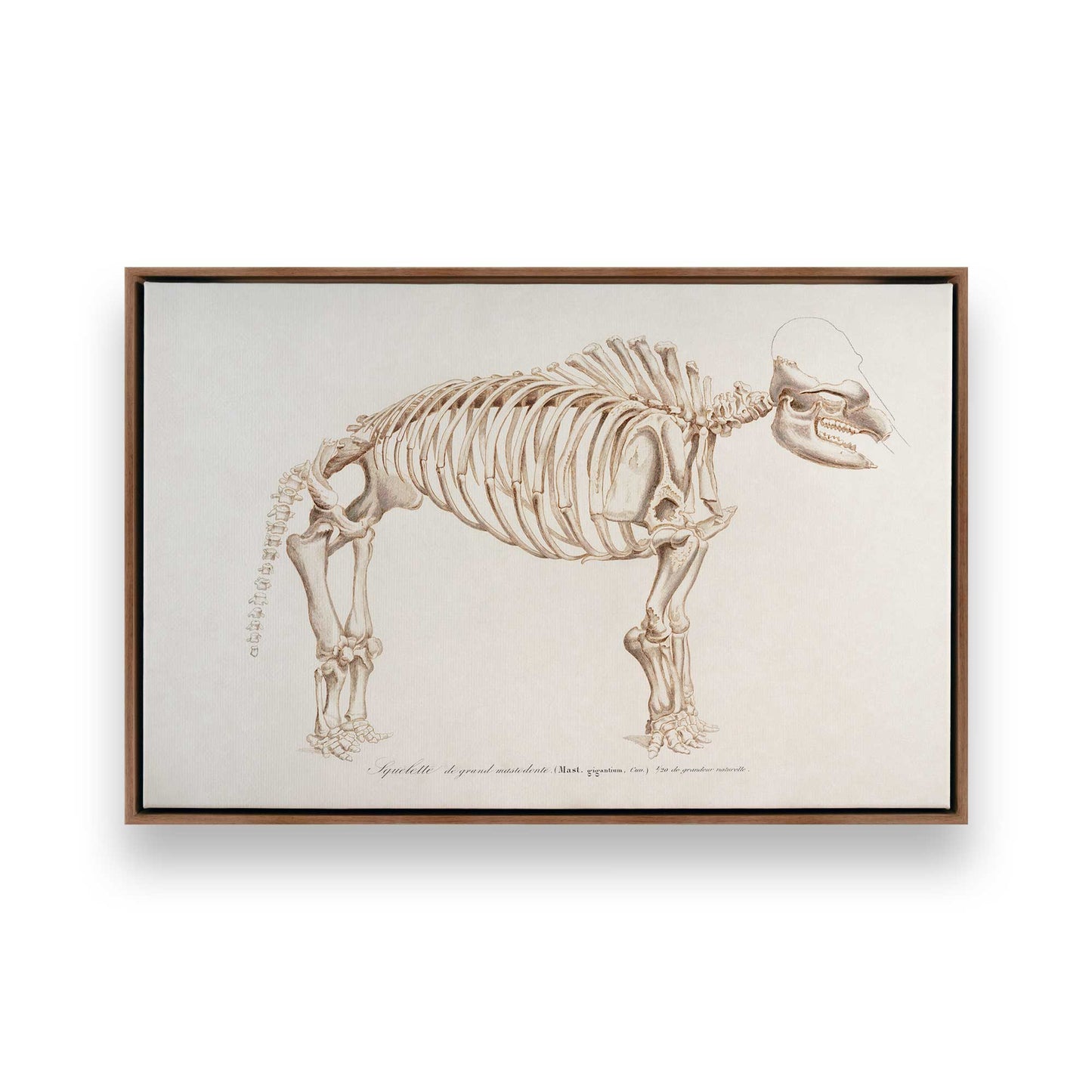 [Color:Walnut], Picture of art in a Walnut frame