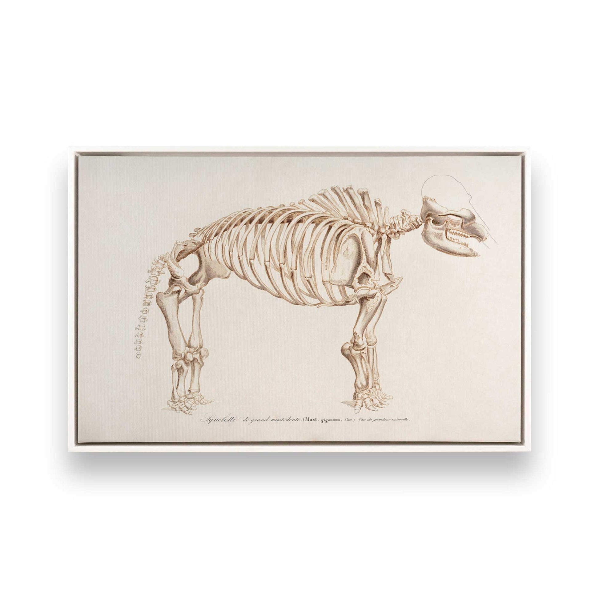 [Color:Opaque White], Picture of art in a White frame