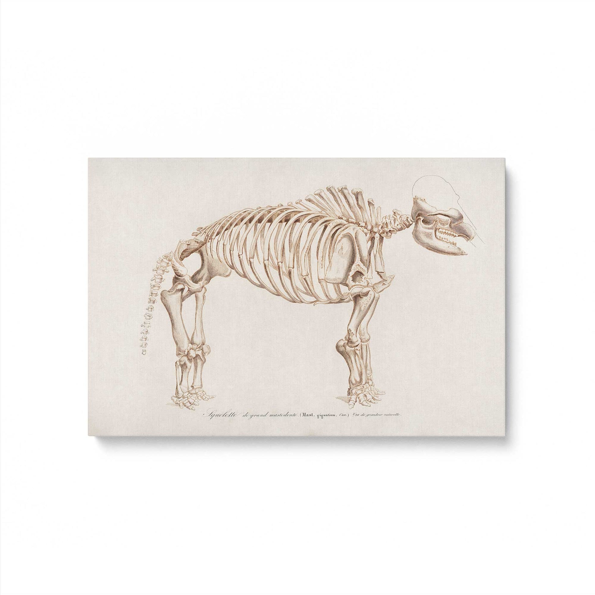 [Color:Stretched Canvas], Picture of art