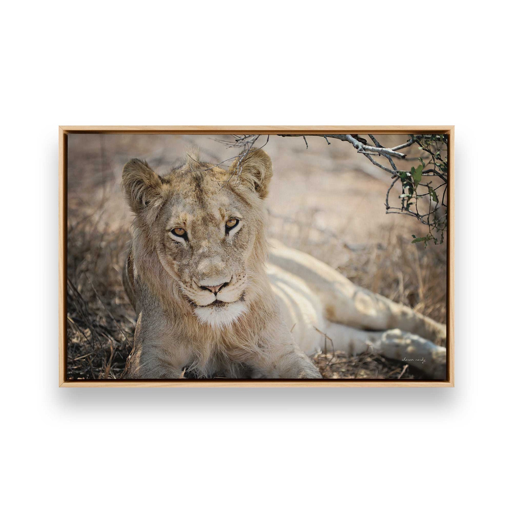 [Color:American Maple], Picture of art in a American Maple frame