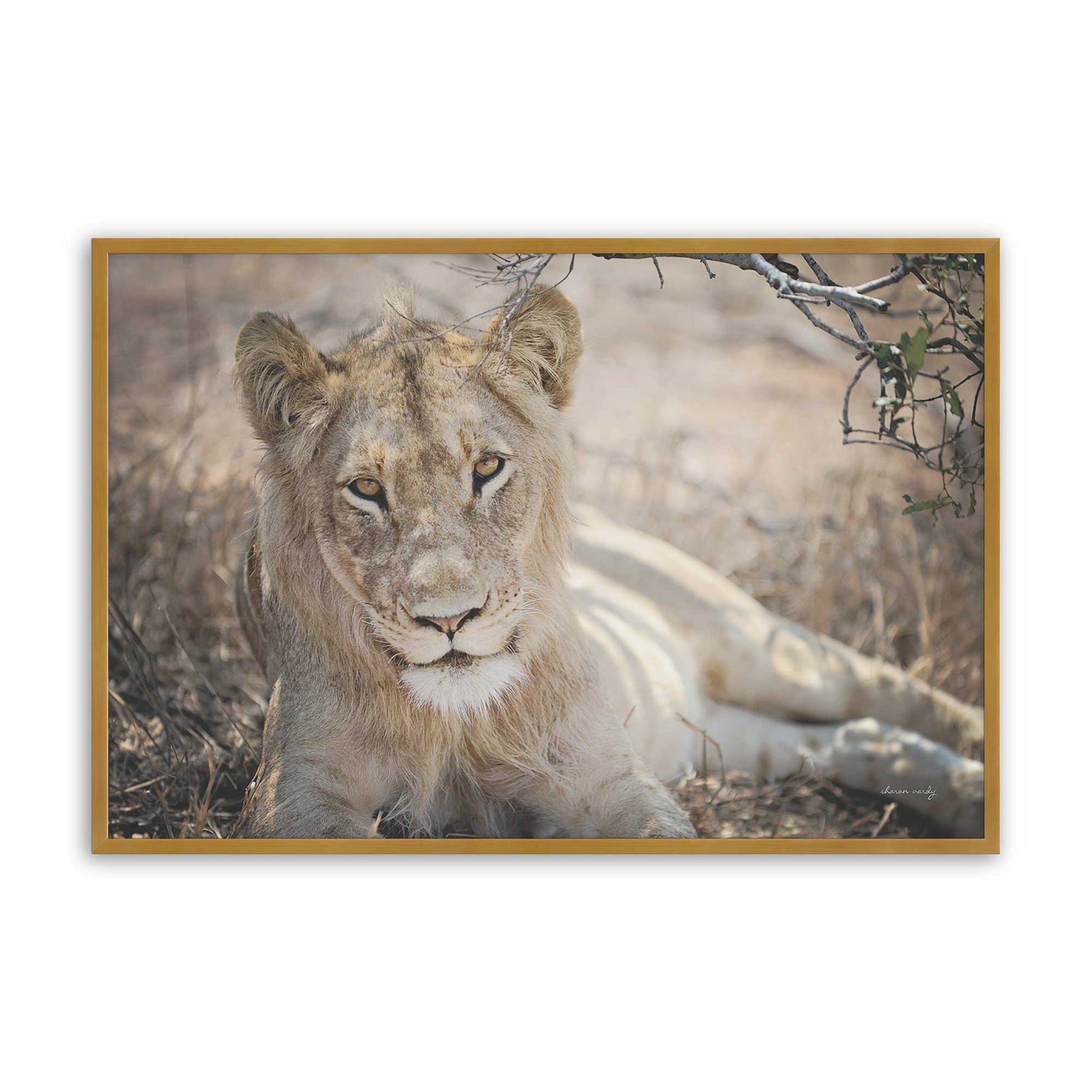 [Color:Polished Gold], Picture of art in a Polished Gold frame