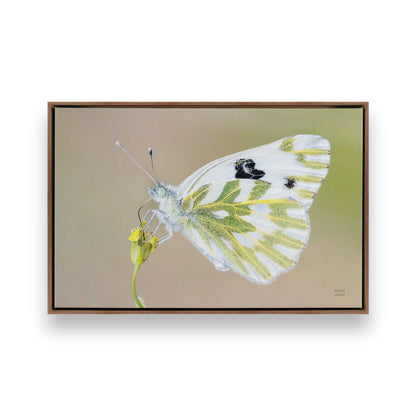 [Color:Walnut], Picture of art in a Walnut frame
