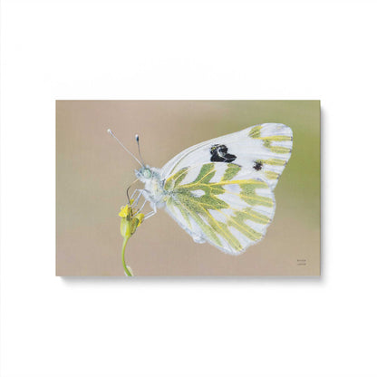 [Color:Stretched Canvas], Picture of art