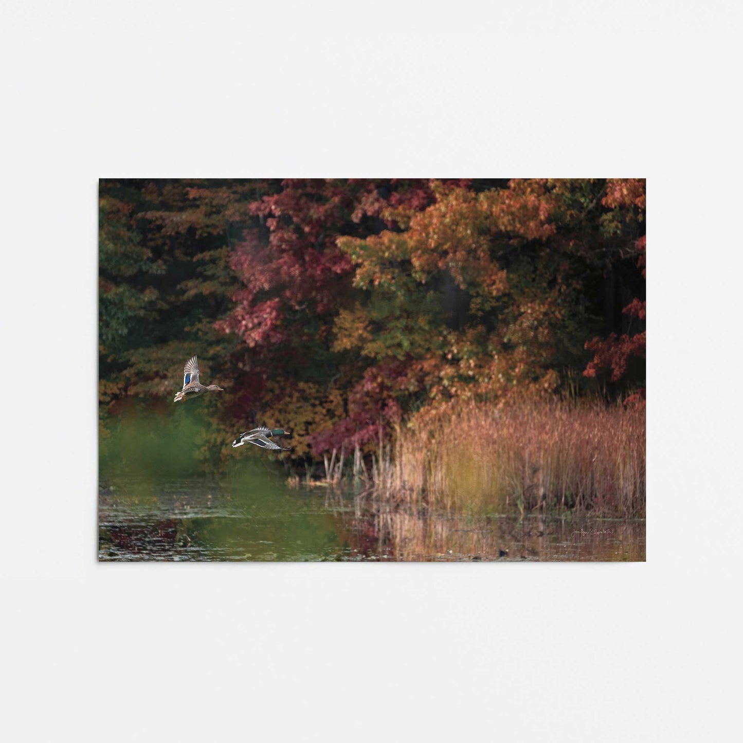 [Color:Rolled Print], Picture of close up of art