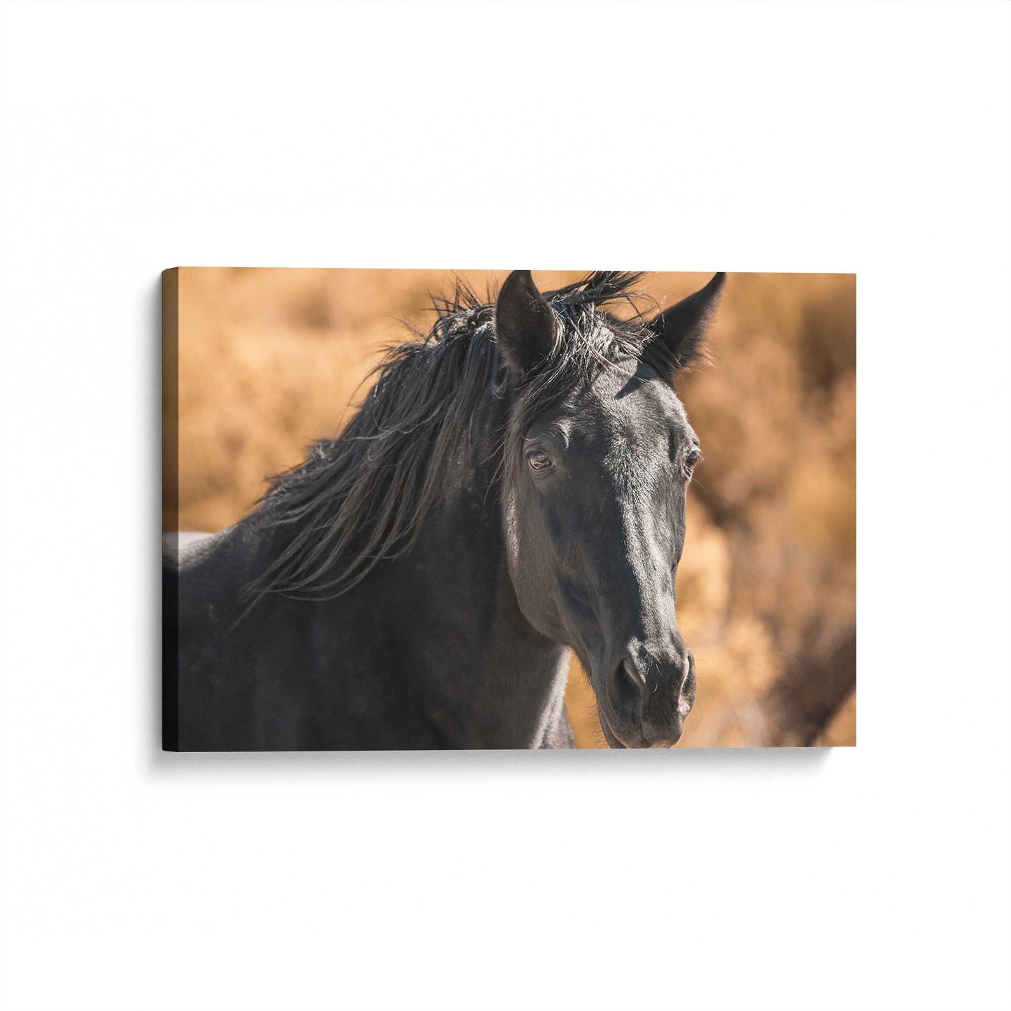[Color:Stretched Canvas], Picture of art at an angle