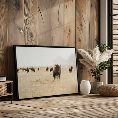 Field of Bison Canvas Print